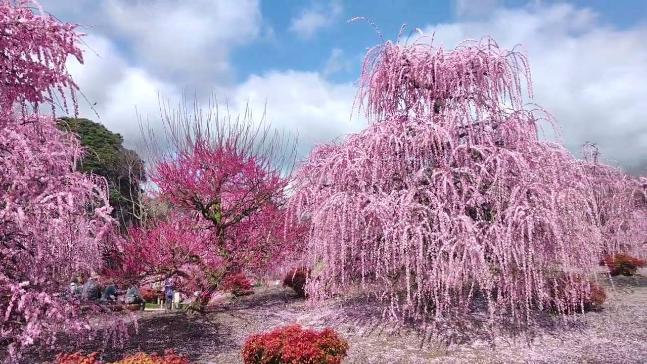 20260228鈴鹿の森庭園梅林