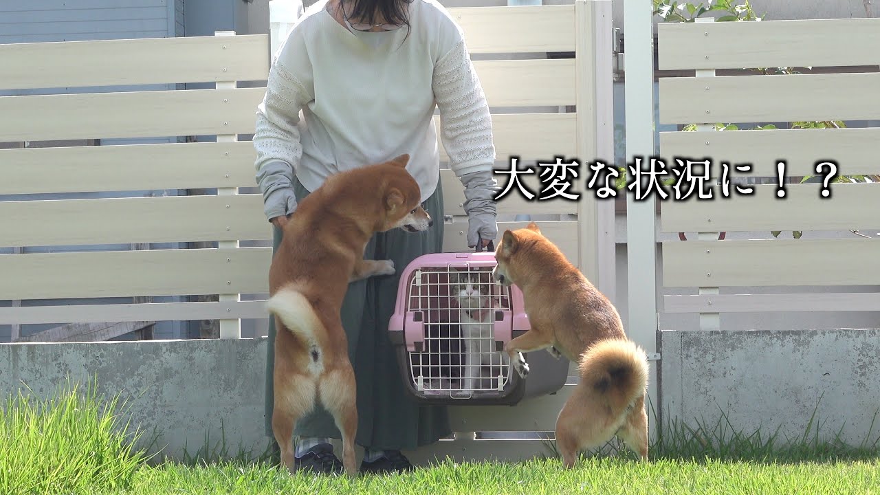 猫が危機的状況に！？心配する中、柴犬の可愛い行動が癒されると話題に。