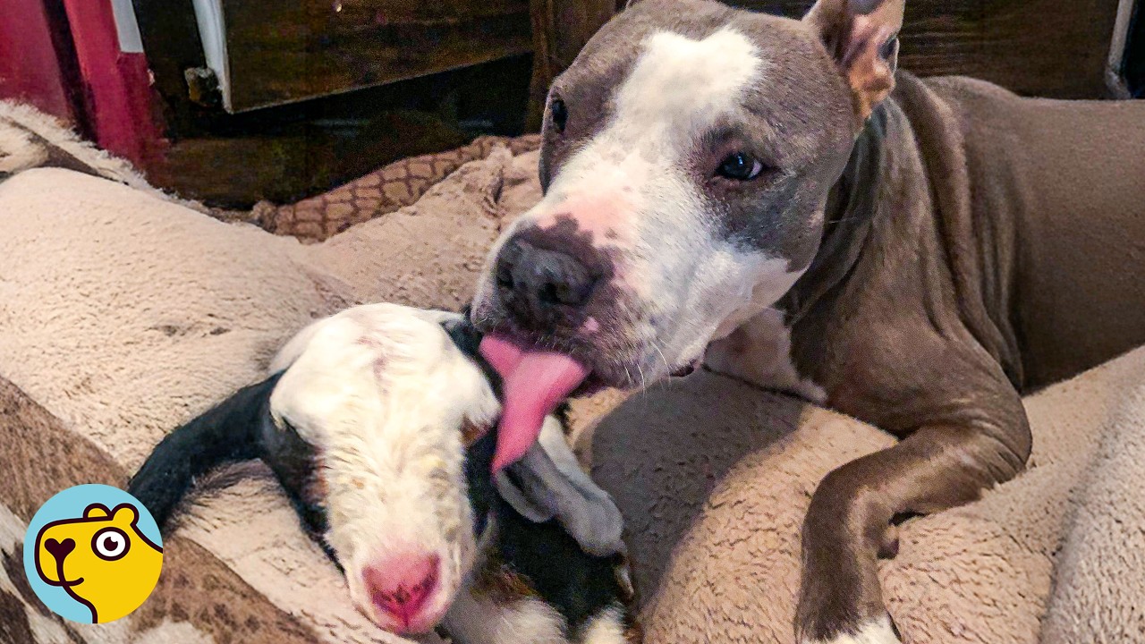 Pitbull Becomes Nanny for Baby Goat