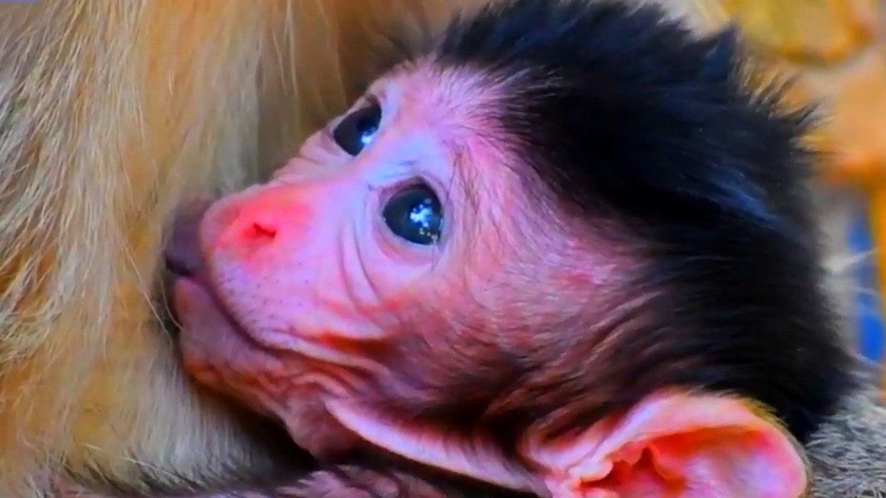 Adorable Wildlife: Sweet Moments Shared Between Mommy and Her Newborn Baby Monkey