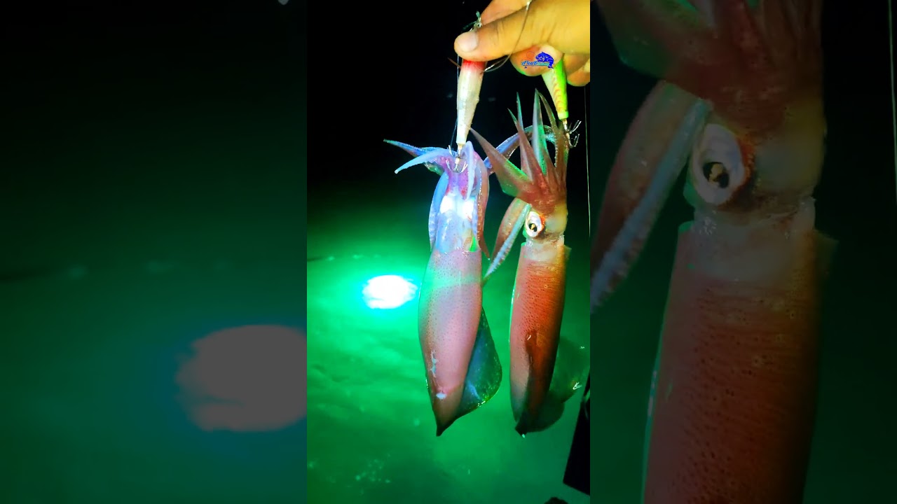 KALAMAR - RAPALA - LED