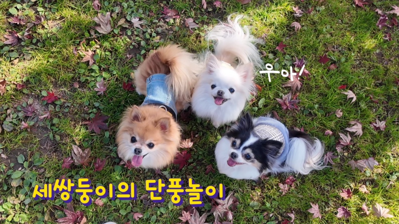 경기도 숨은 강아지 동반 레스토랑, 헤세의 정원에서 가을 힐링 브이로그