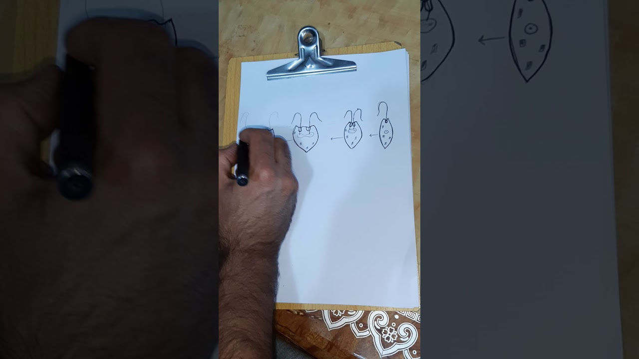 الانقسام الطولي في اليوغلينا(التكاثر اللاجنسي).