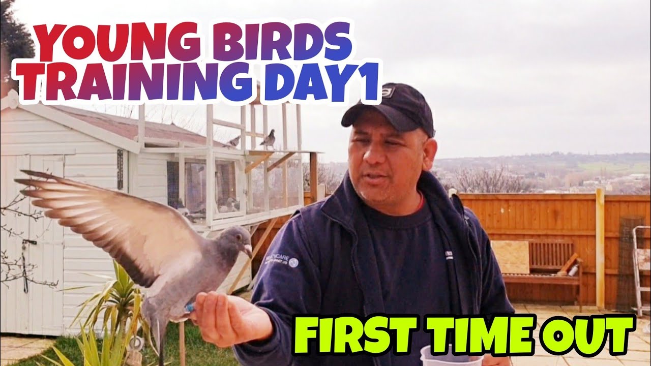 PIGEON TRAINING|YOUNG BIRDS|TRAPPING PIGEONS|FIRST TIME OUT|ZERO OVERFLY|RACING PIGEONS UK