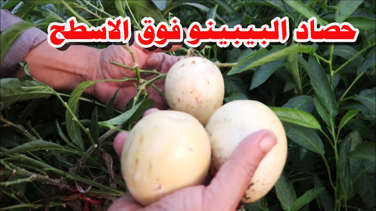 احترف زراعة البيبينو فوق الاسطح بكل خطواتها مع المهندس عبدالرحمن شحاتة حصاد البيبينو