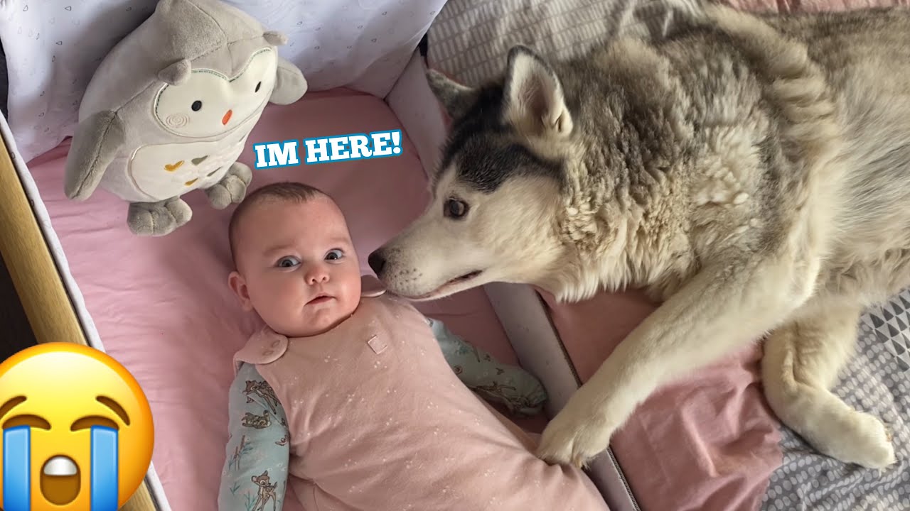 The Best Way To Wake Up Is With Huskies & Baby Smiles!!! [CUTEST VIDEO EVER!!]