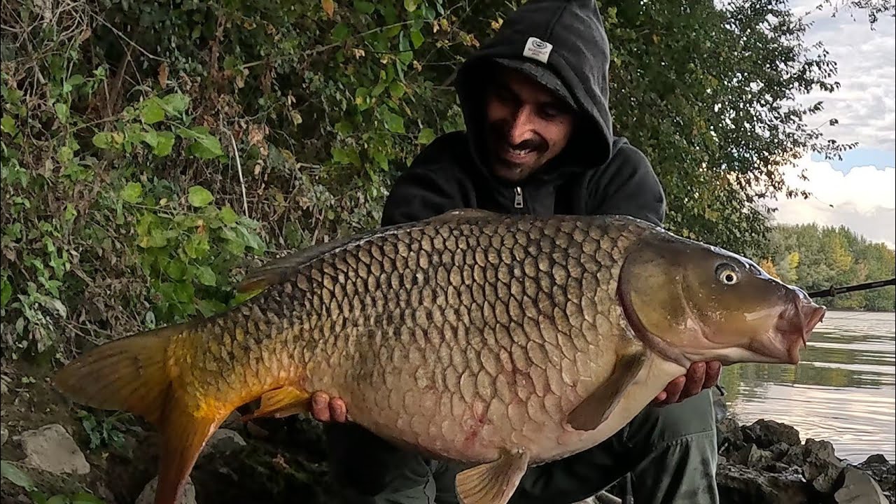 Sessione magica in Tevere! Urban Carpfishing...