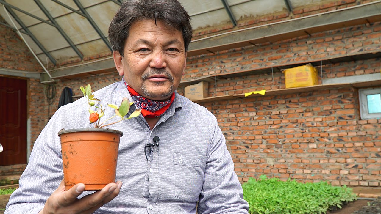 Гэрийн нөхцөлд гүзээлзгэнэ тарих арга