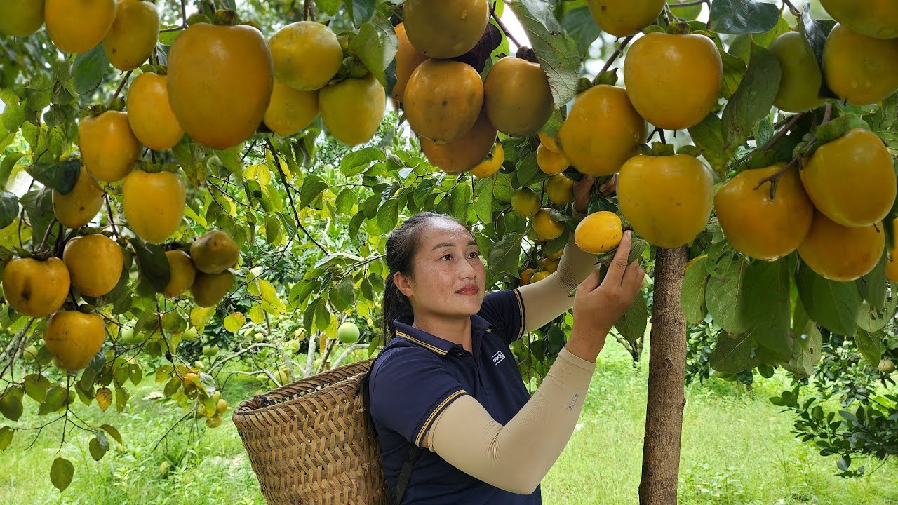 Harvesting persimmons, a most beautiful colored fruit to t sell - delicious crispy grilled ribs.