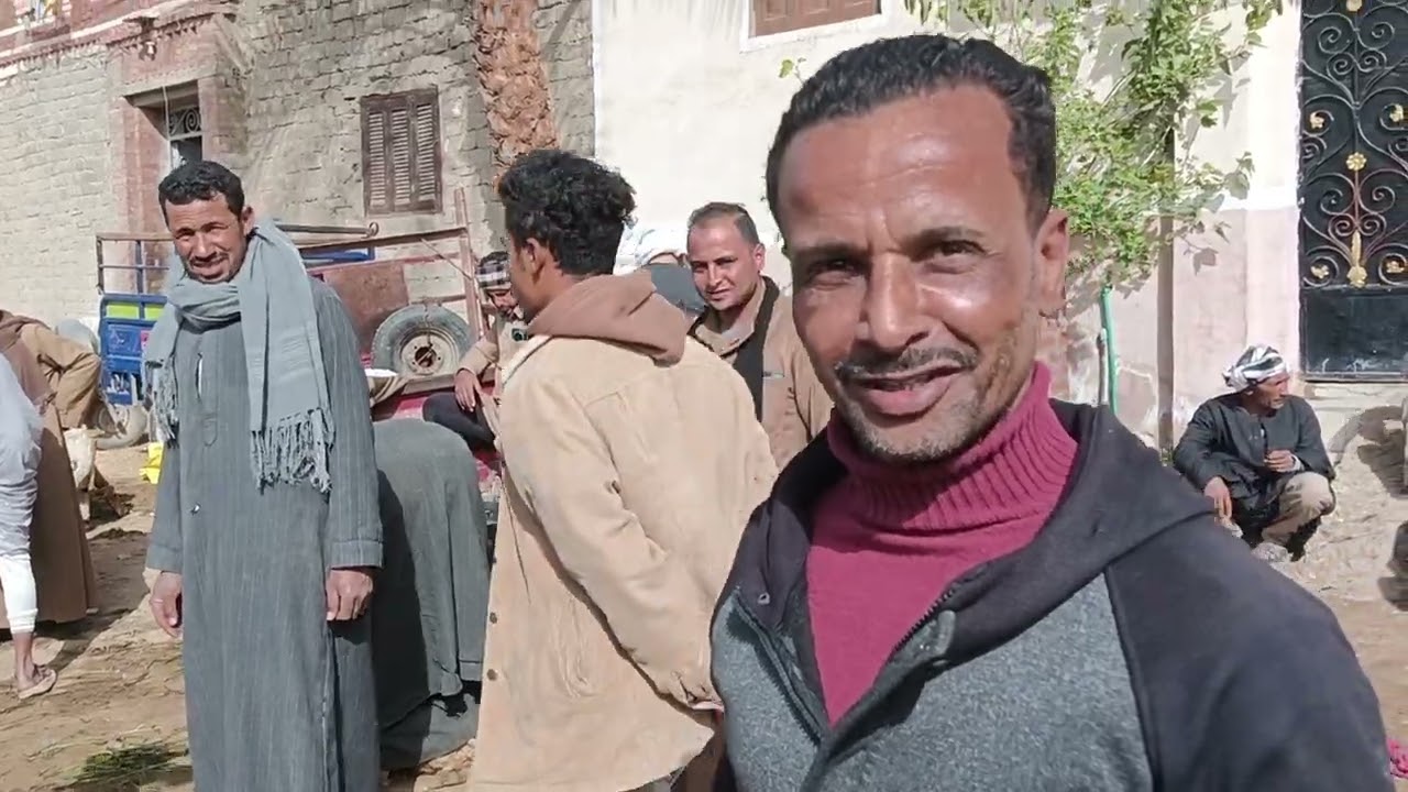 اسعار المواشي لحظه بلحظه معاكم المعلم ادهم سعد بن سوق اسبت العمومي 14 2 2026 