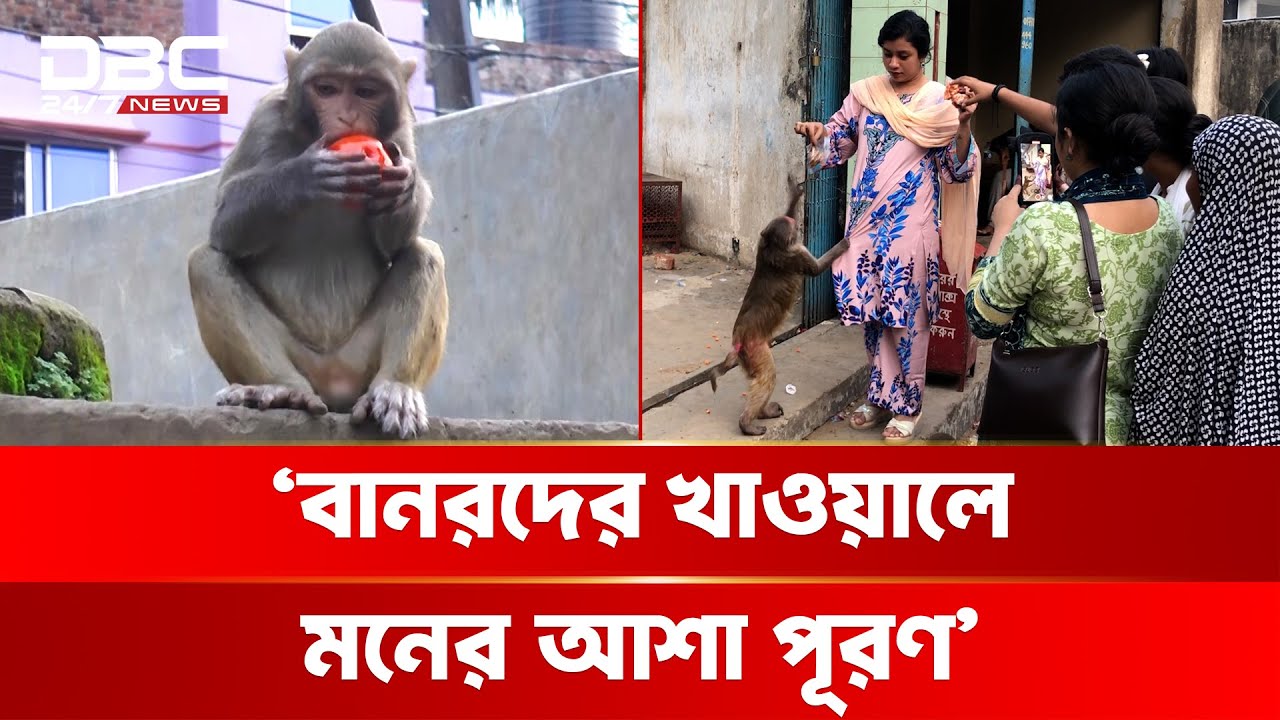 সিলেটে 'বানরের মাজার', বানরদের খাওয়াতে মানুষের ভীড় | DBC NEWS Special