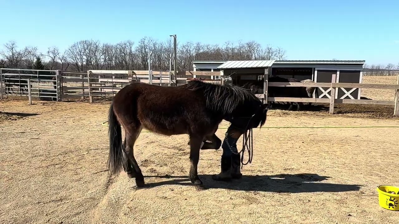 For sale: Micky, 2023 titled (sale authority) mustang gelding from Conant Creek, Wyoming