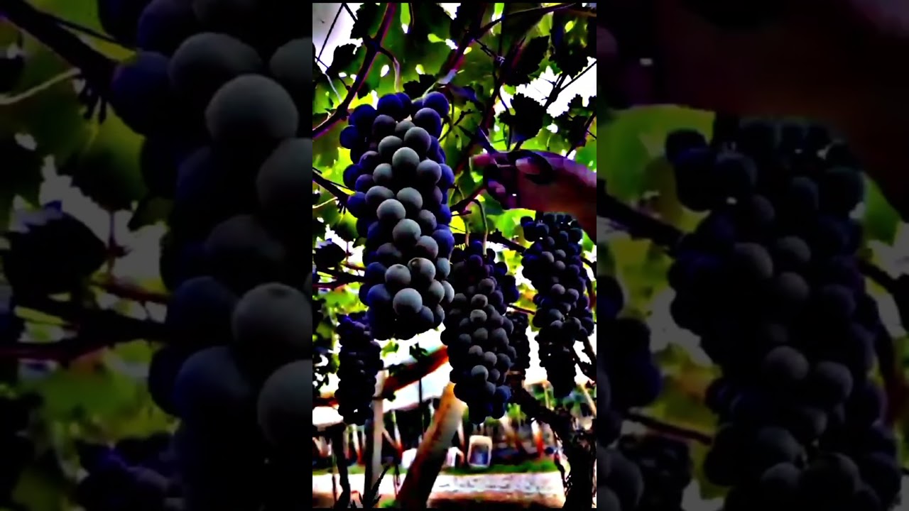 nature video. WhatsApp status HDR video 4K like so beautiful.