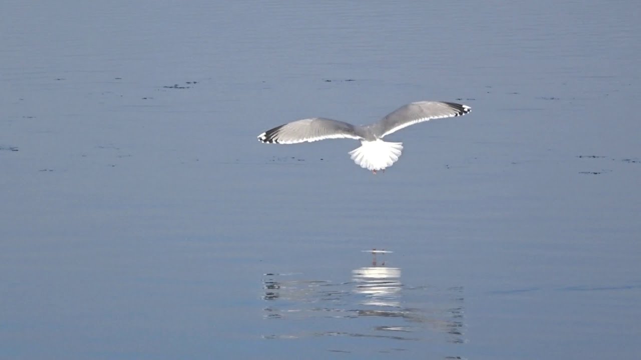 Rimord over Limfjorden (billeddigt af Jonny Hefty)