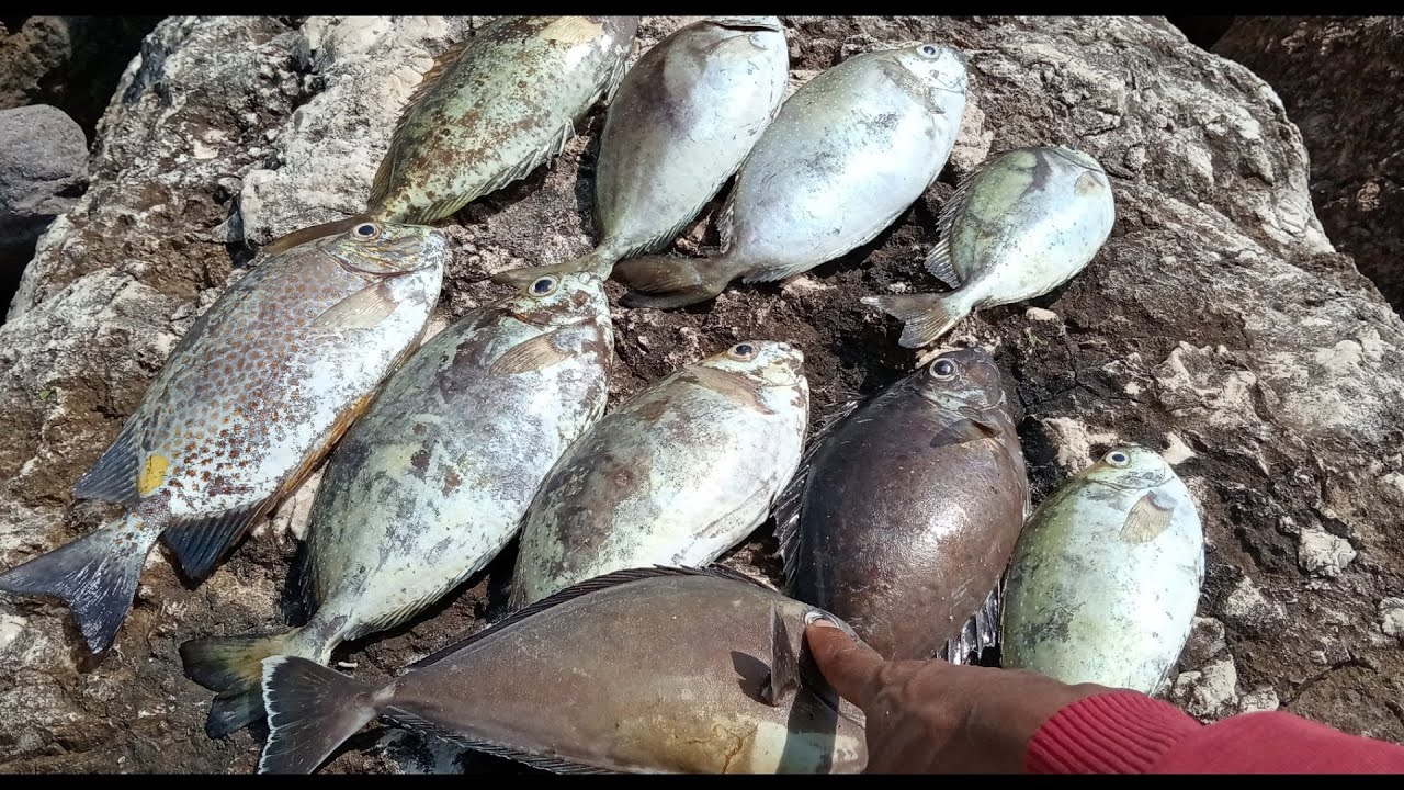 Mancing Baronang Super Babon & Siksa tegek Biquan 6.30 sambil lihat pemandangan Jet tempur