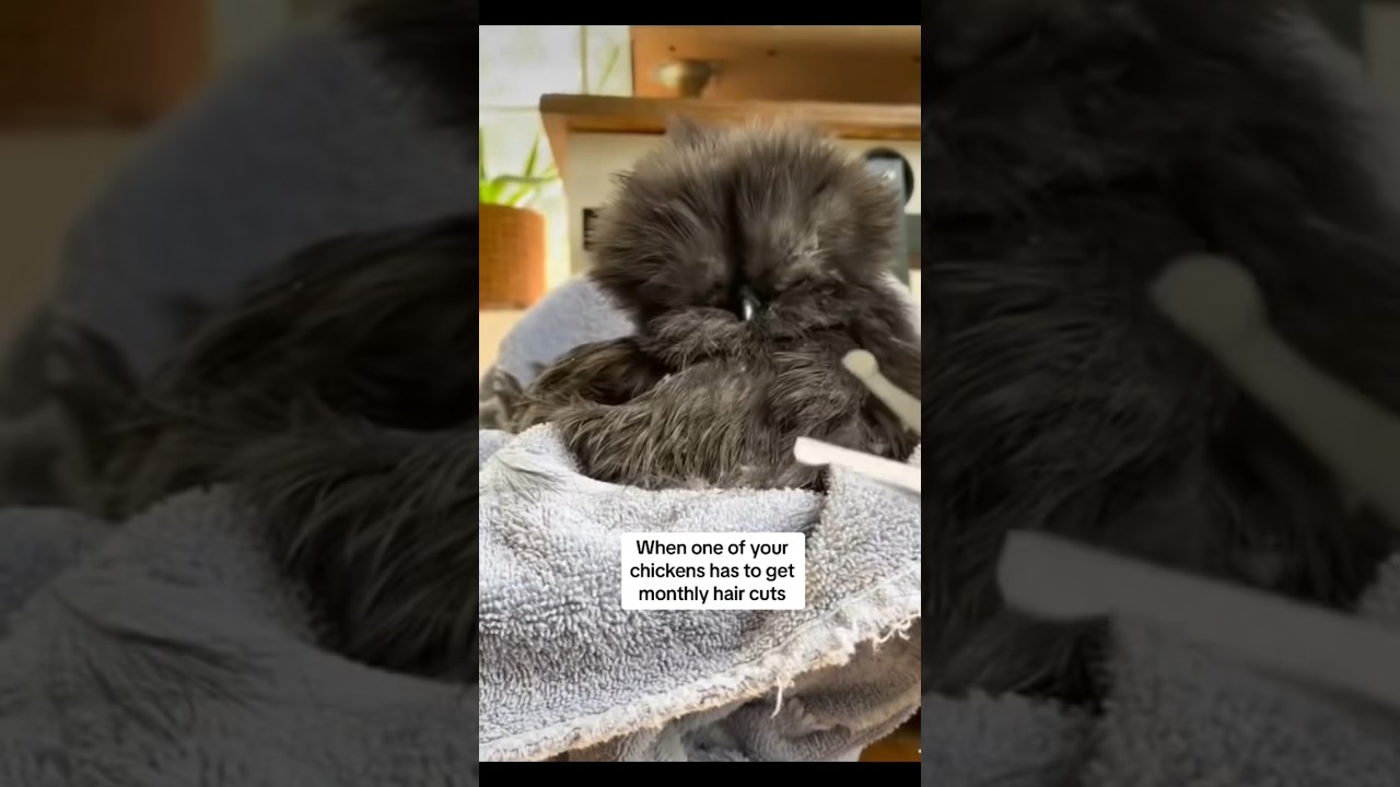 Eloise💅 #chicken #chickens #backyardchickens #silkie #silkies #comedy #silkiechicken #farm