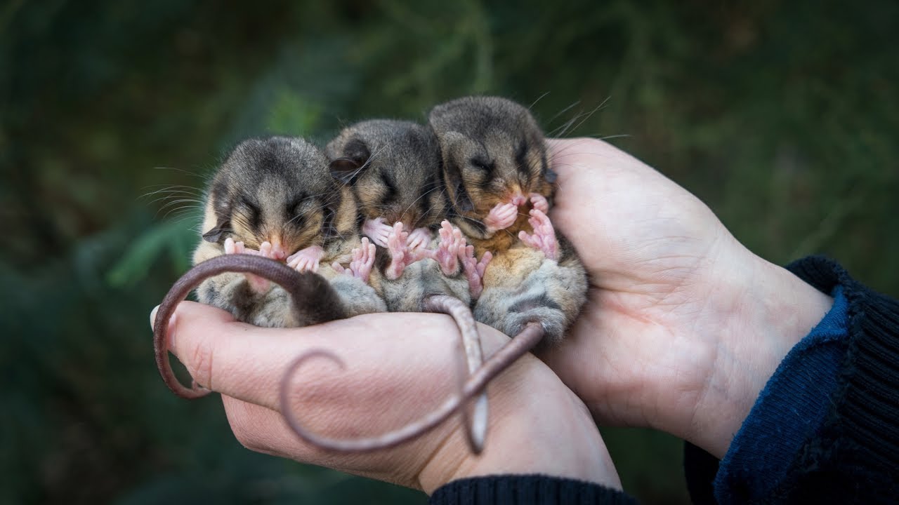 Mountain Pygmy-possums are waking up