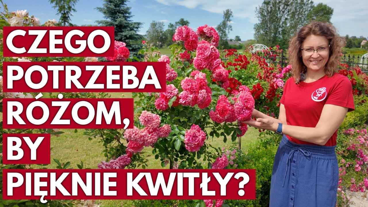 Czego potrzebują róże w lipcu?