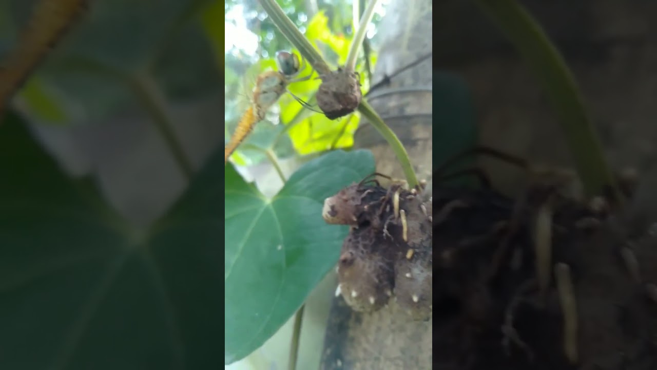 हवाई  आलू /dioscorea bulbifera