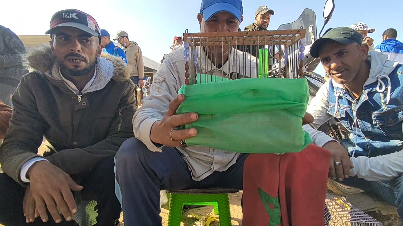 تفريق بين حسون الأنيق وحسون pareva لقاء تواصلي مع الصديق احمد تقدم الحلقة ولدي يحيى