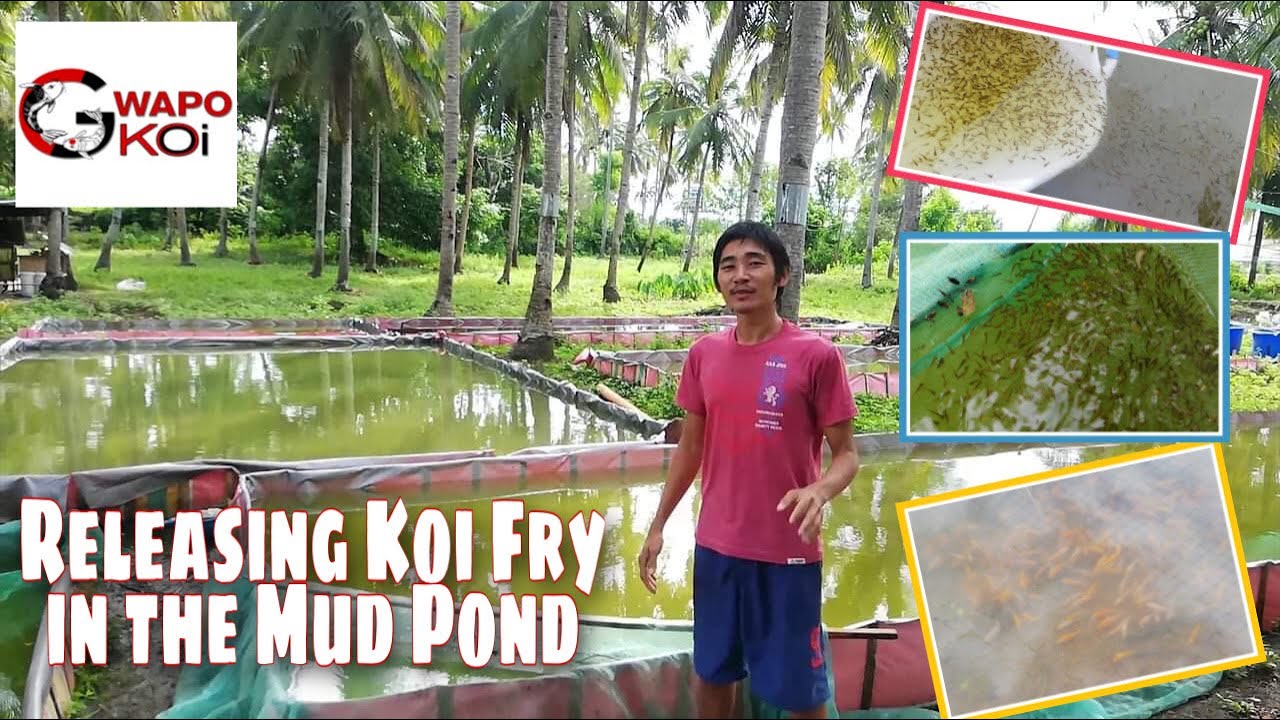 RELEASING KOI FRY IN THE MUDPOND | Showa and Hi Utsuri