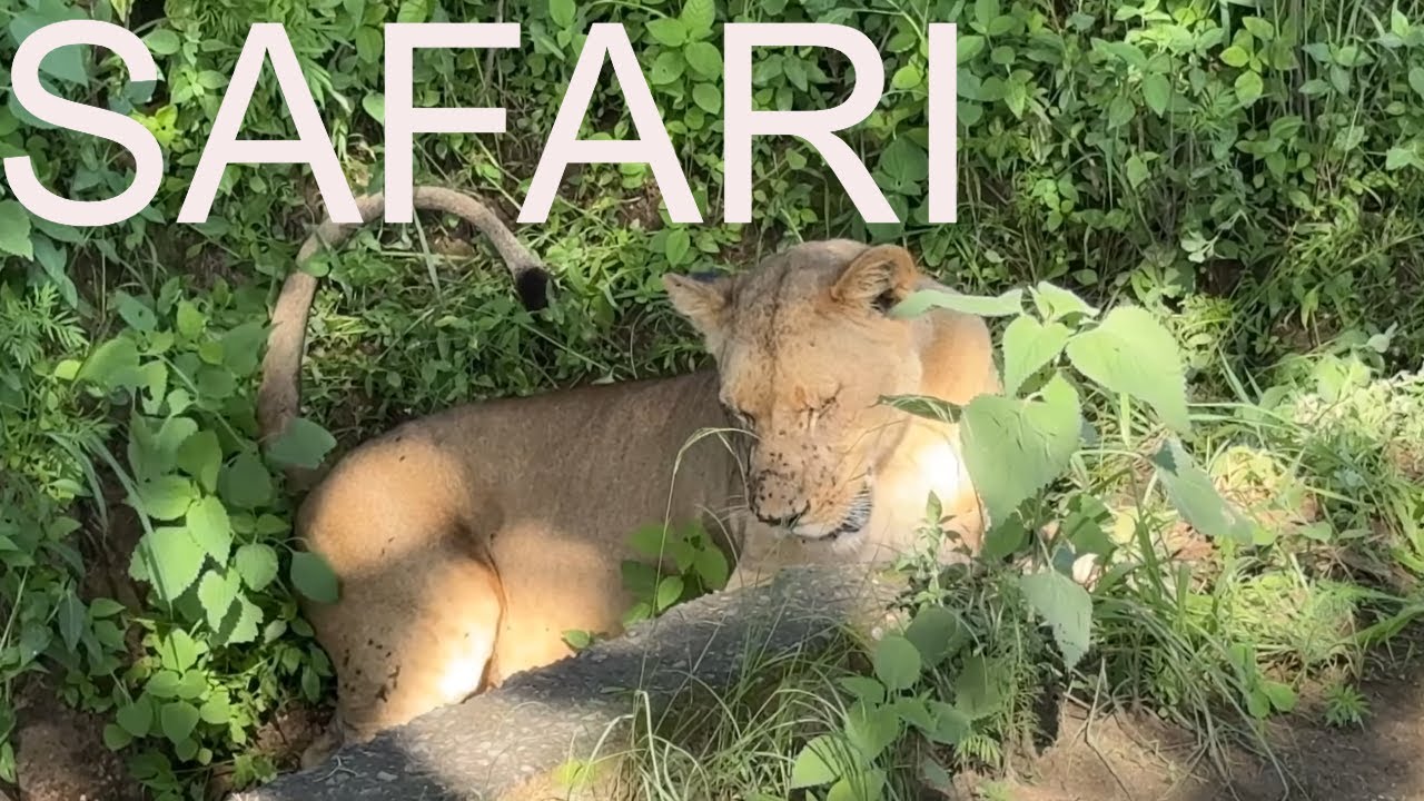 Kenyan Safari at Lake Nakuru National Park