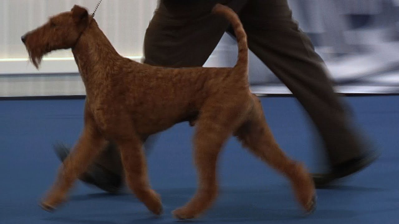 Belfast Dog Show 2015 - Terrier group