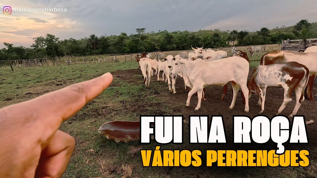 Você Não Vai Acreditar nos Desafios que Enfrentei na Roça!