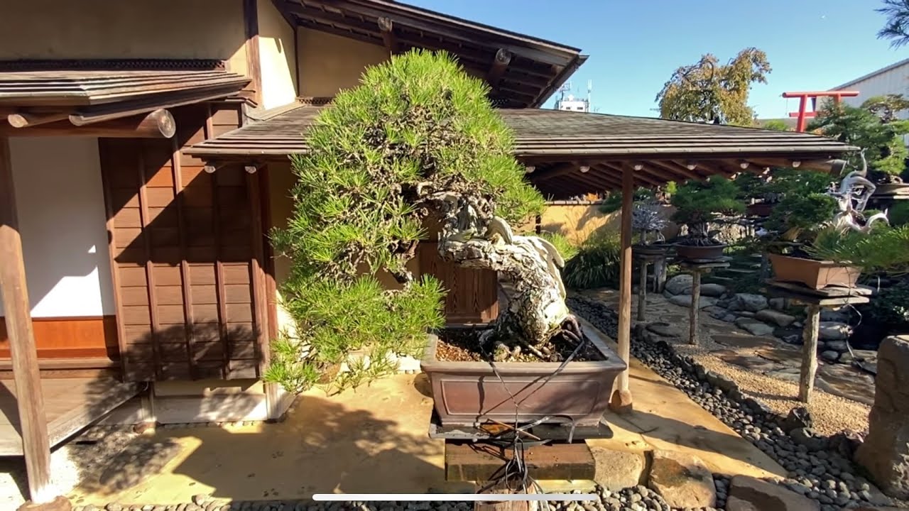 Shunkaenn  bonsai art museum
