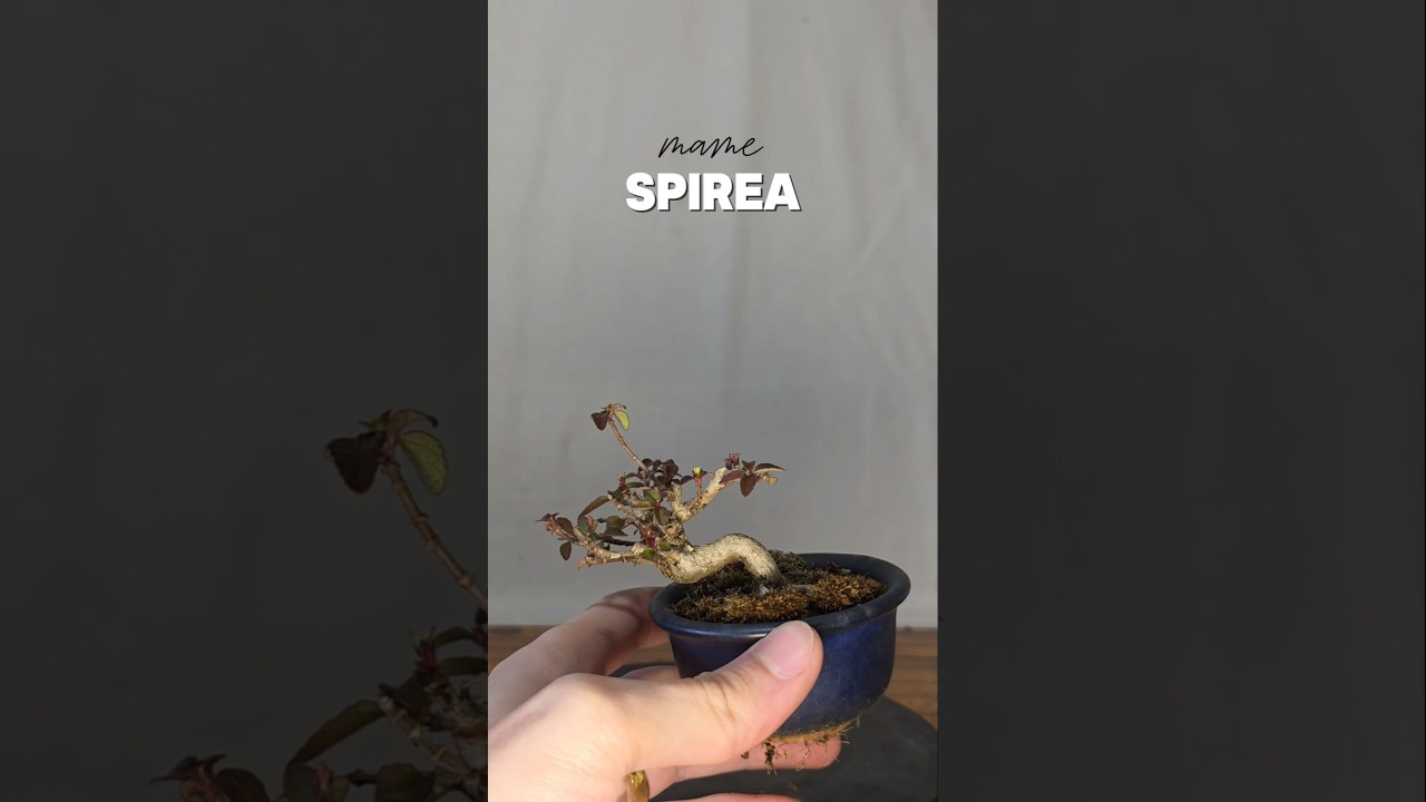 mame spirea 
