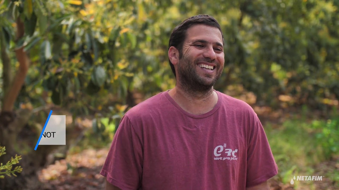 Avocado Israel: Maximizing production with drip I Netafim