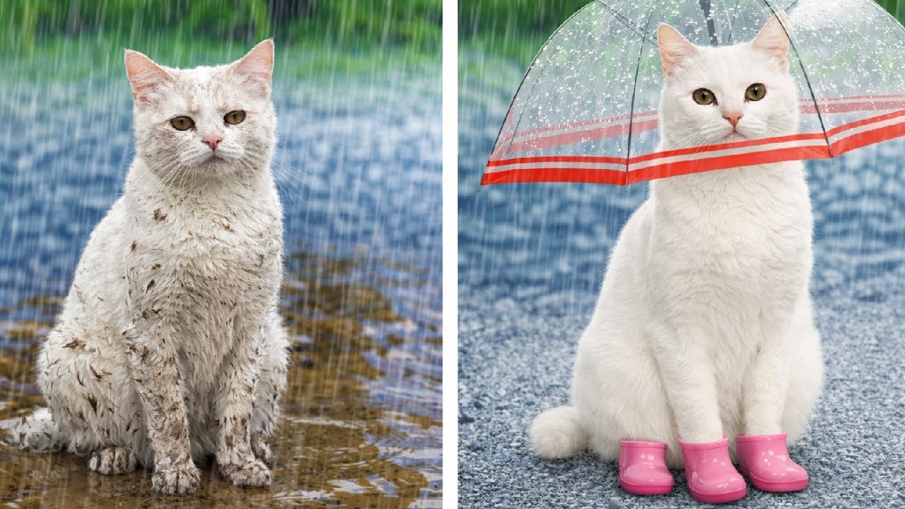 🐾 Stop Wasting Money on Pet Gadgets! 🐶🐱 Essential Tools & Genius Tips for Pet Care