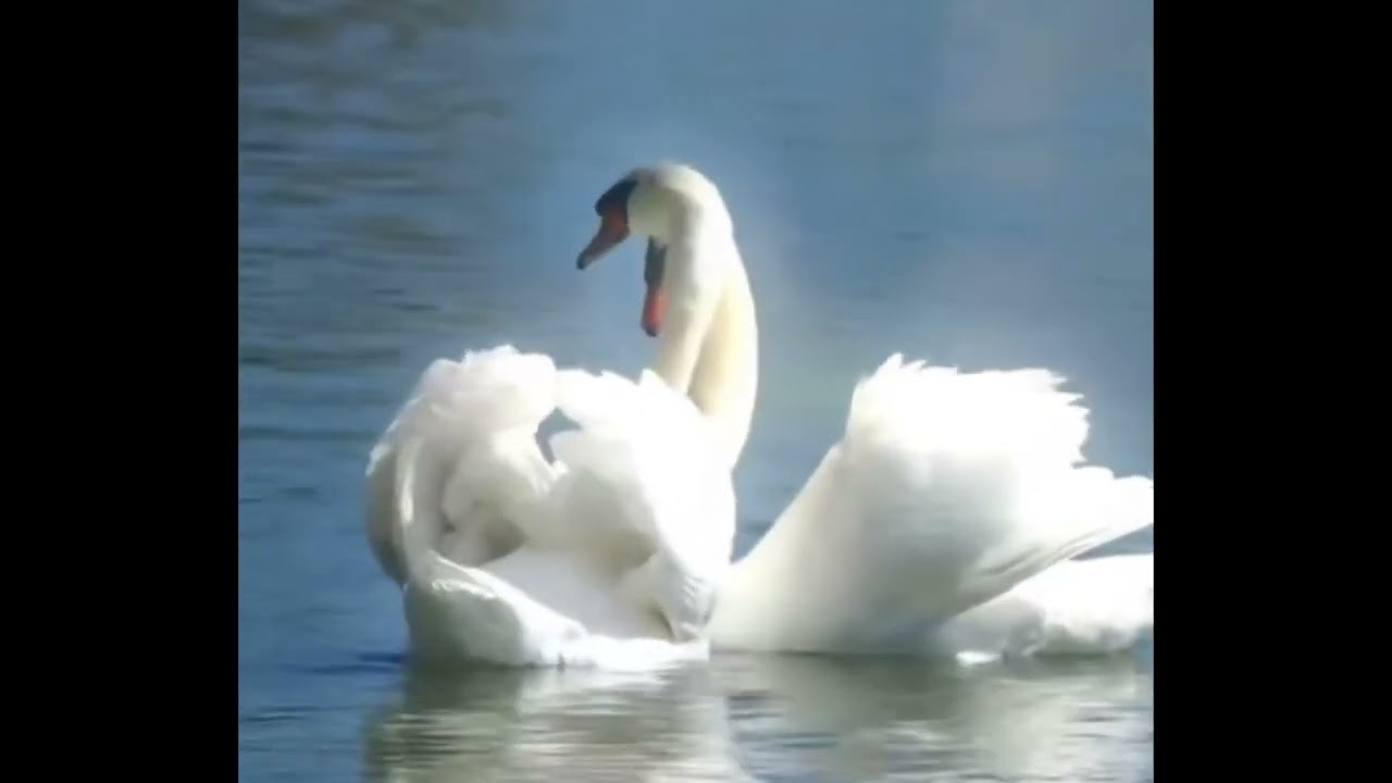 Awayfromuz - mis amigos ya no son mis amigos 