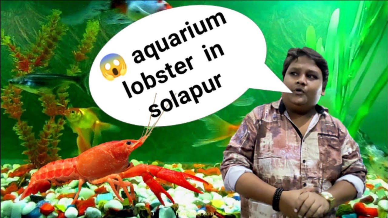 😱 aquarium lobster in Solapur