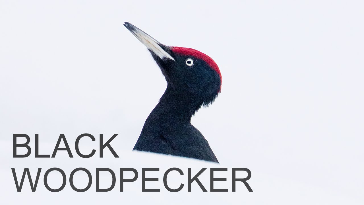 BLACK WOODPECKER. Carpenter of the bird species.