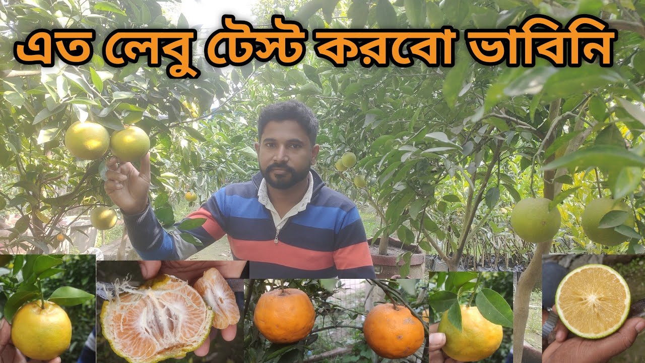 উজ্জ্বল দার অরেঞ্জ ভ্যালি 🍊 তো পুরো লেবুর খনি