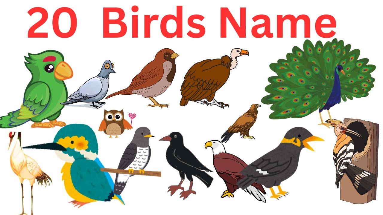 20 birds name in English and Hindi Birds Name | Birds Name in English | Learn Different Birds Names