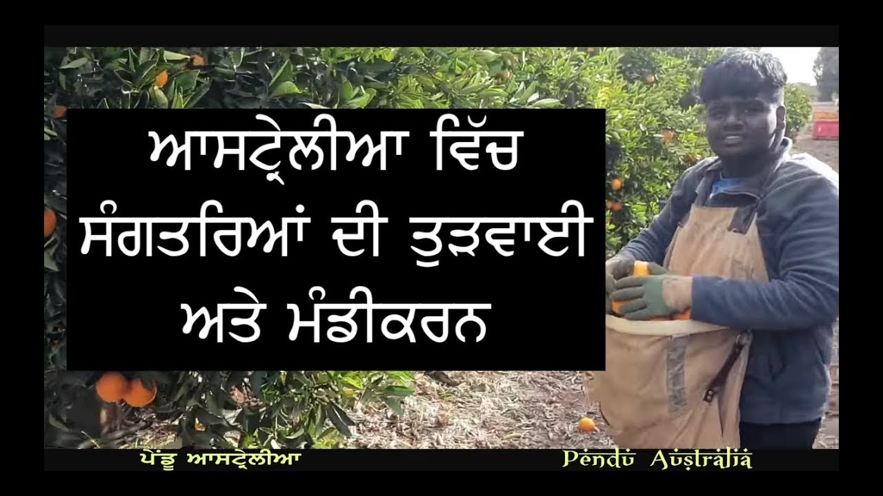 Pendu Australia Episode 45 | Mintu Brar | Orange Picking and Loading Unloading | Punjabi Travel Show