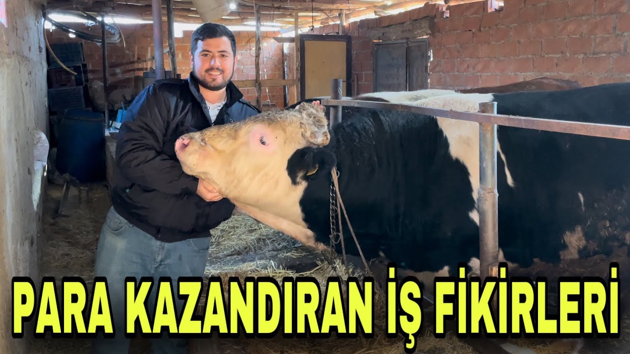 2 DANA 1 YILDA KAÇ PARA KAZANDIRIR ? KARKAS ET FİYATLARI YÜKSELİŞTE