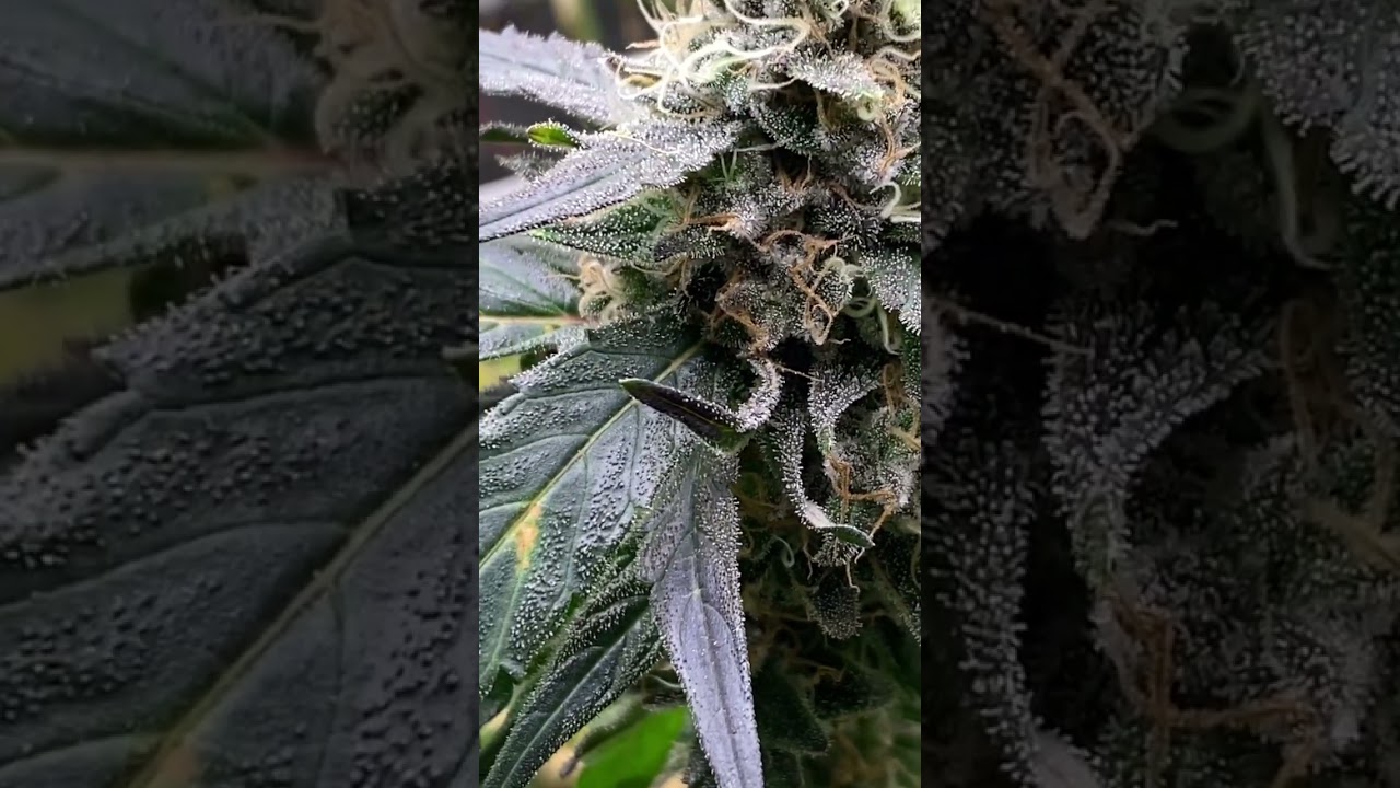 New Strain alert 🚨 P Runtz  is RUNTZ X ZKITTLEZ x La Plateada My Best Cultivar Ever ⛽️