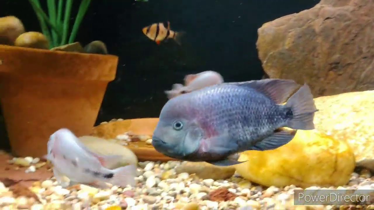 Male 
