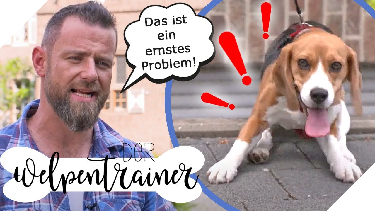 Extrem panischer Hund! So baust du Vertrauen auf 👍 | Der Welpentrainer | sixx