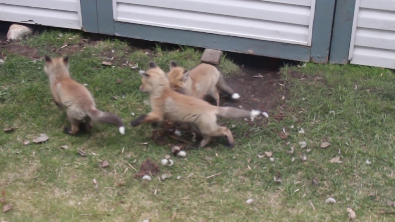 The Fox Chronicles: Episode 1