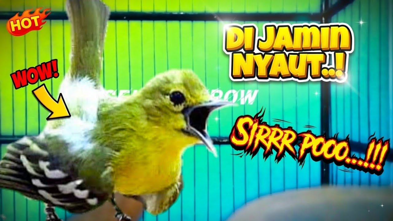Suara Sirtu gacor memangil lawan!..Pangilan sirtu jantan khas di Alam Liar.