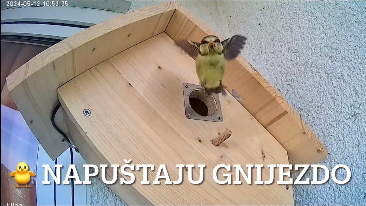 Plavetna -Plava sjenica  49 dan -🐥 (ptići) napuštaju gnijezdo, jedan 🐥 ostaje