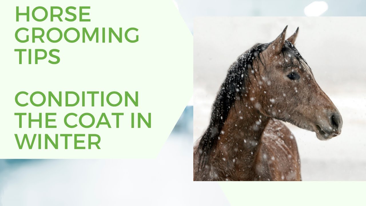 Horse grooming tips - condition the dry and dull coat in winter