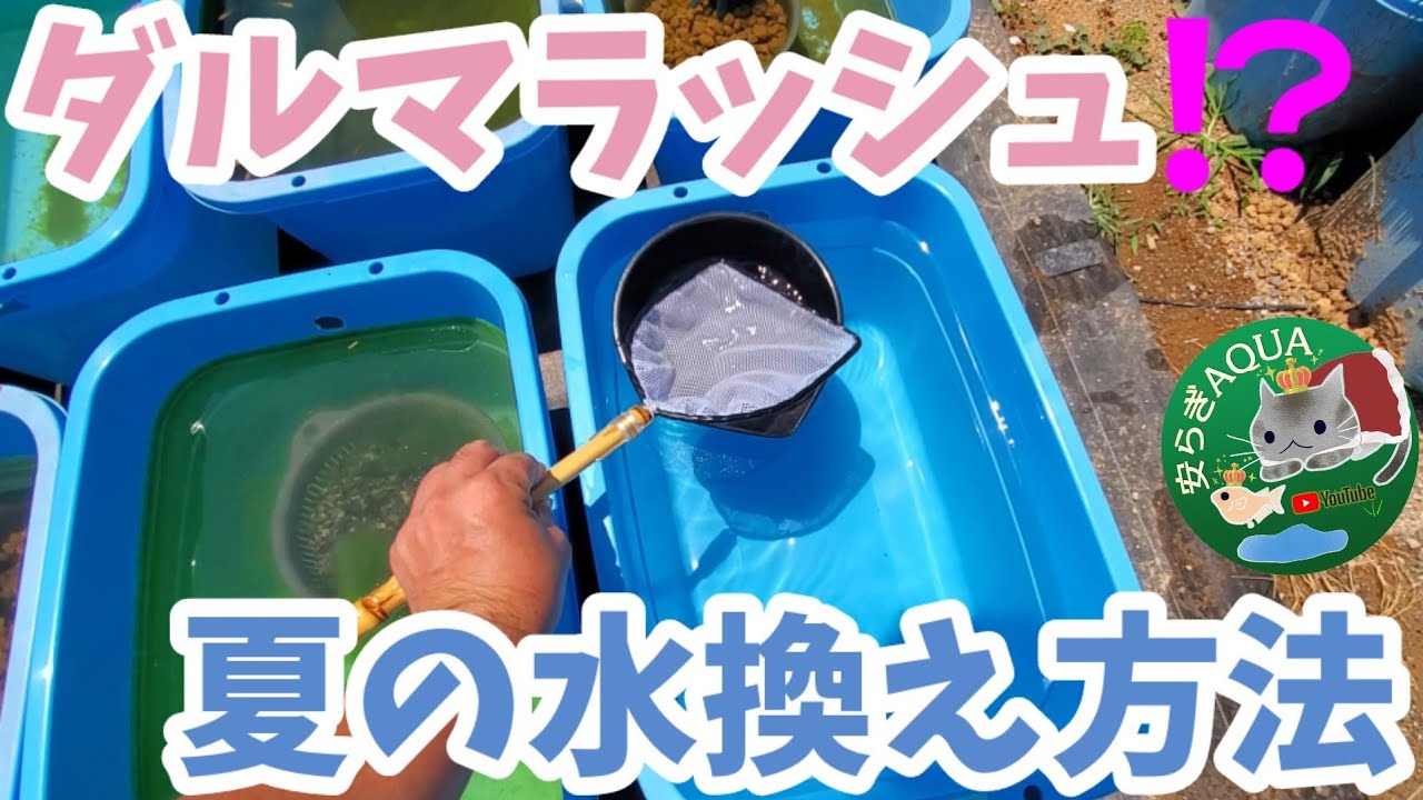 ダルマメダカラッシュ到来‼️夏の屋外色々な水換え方法とタイミング！更にめだか即売会も告知します。安らぎAQUAちゃんねる