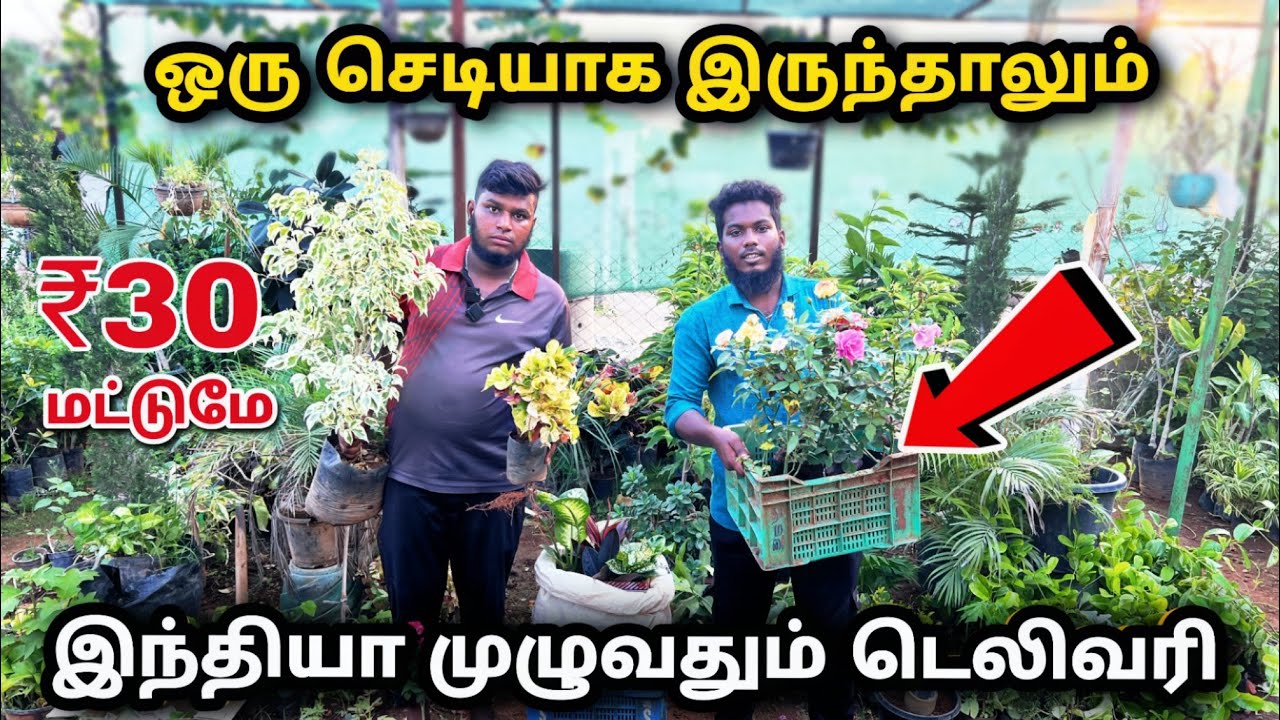 ஒரு செடியாக இருந்தாலும் டெலிவரி / Cheapest Nursery online/ in door &out door planets