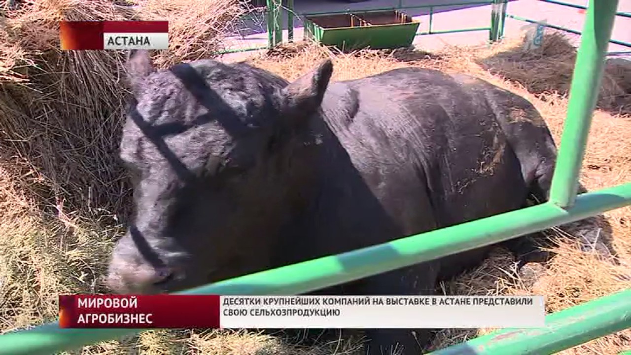 AGRIANIMALS 2016