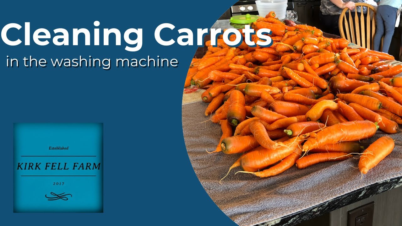 Cleaning 500lbs of Carrots in the Washing Machine